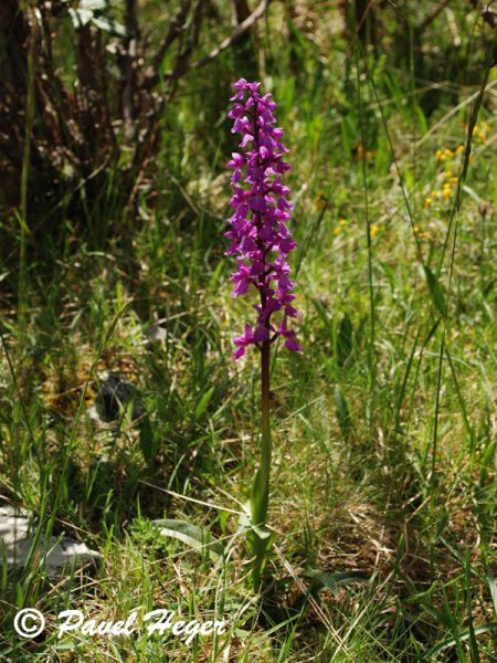 Orchis mascula